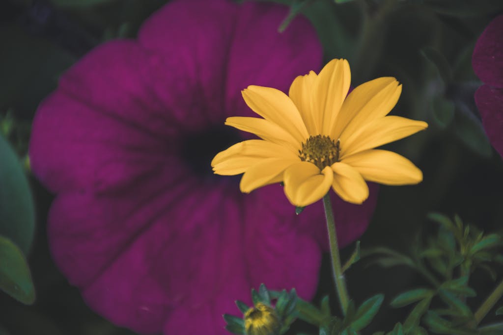 Close-up of a vibrant yellow flower against a large purple petal, showcasing nature's beauty.